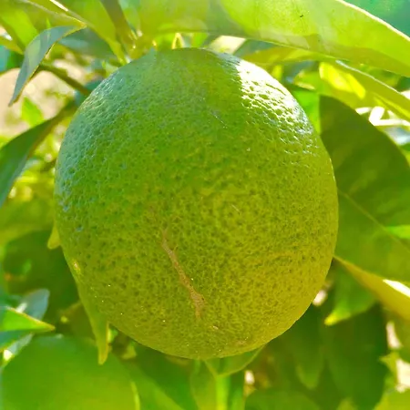 Lägenhet Residenza Limpiddu