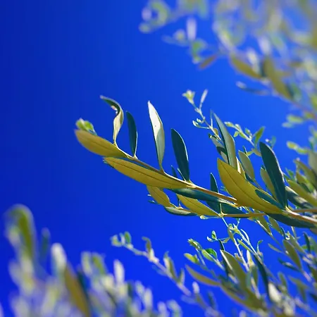 Residenza Limpiddu *